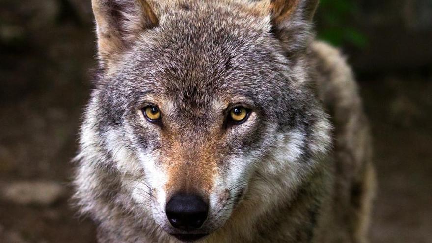 El lobo mató el año pasado más de 10.000 reses en las cuatro autonomías del Noroeste