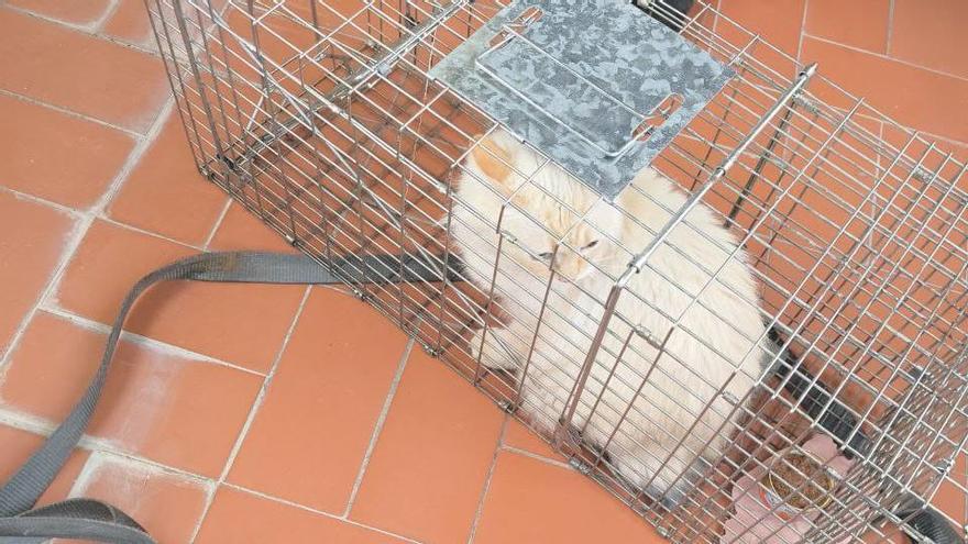 Rescatan a un gato que había accedido a una casa abandonada en Xàtiva
