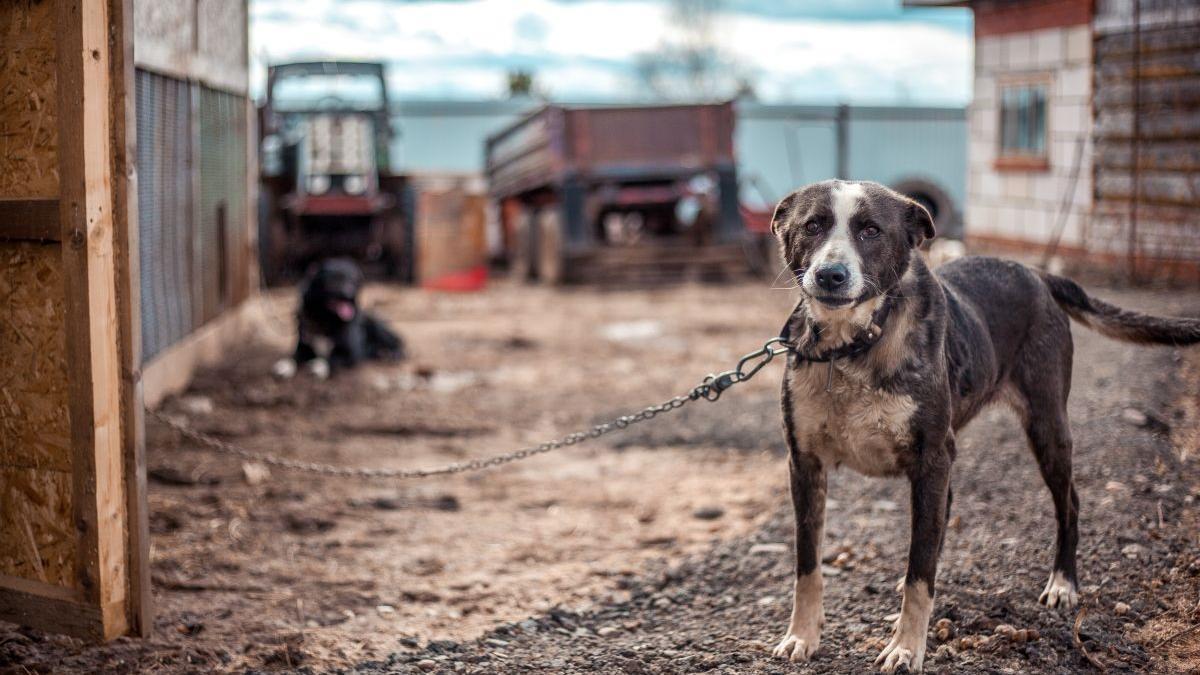 El maltrato animal se dispara en España.