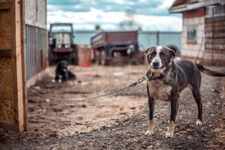 El maltrato de animales de compañía se dispara en España