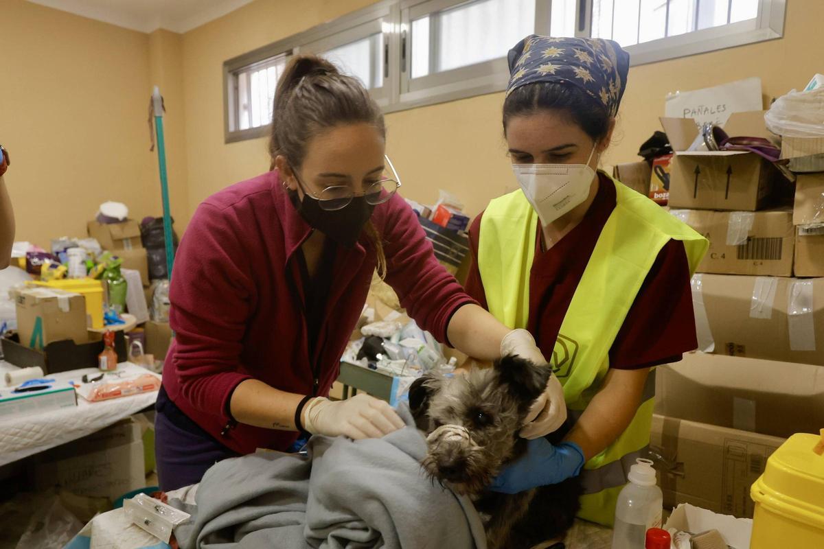 Atención en el punto veterinario de Paiporta.