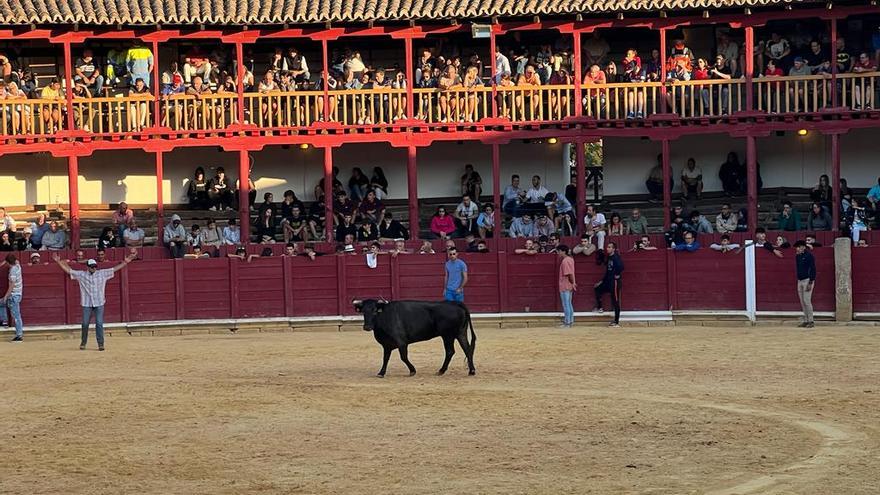 Toresanos y visitantes disfrutan de la suelta de vaquillas en la plaza