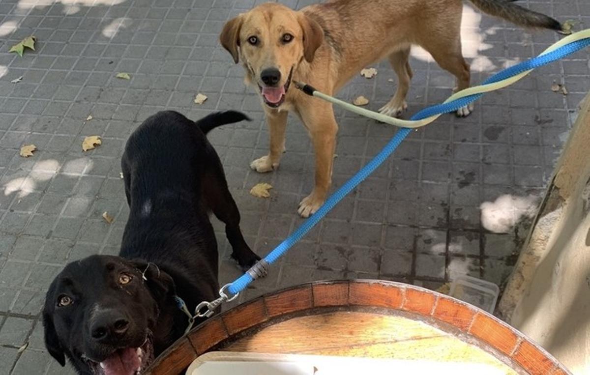 Pepe y Noa son dos perros que se han perdido en Alella.