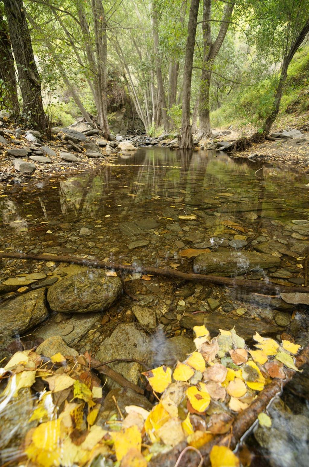 Río Andarax con hojas otoñales.