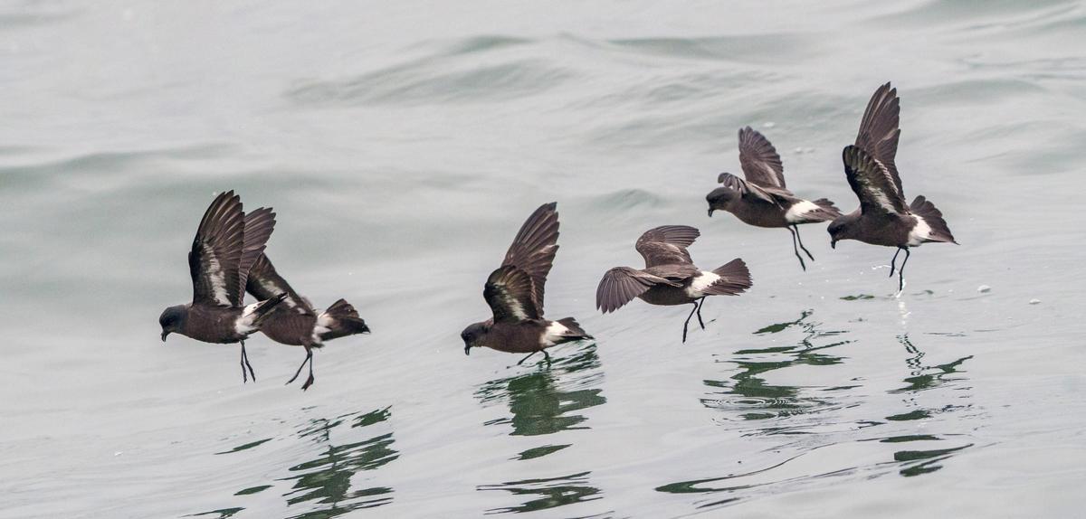 Una bandada de paíños.