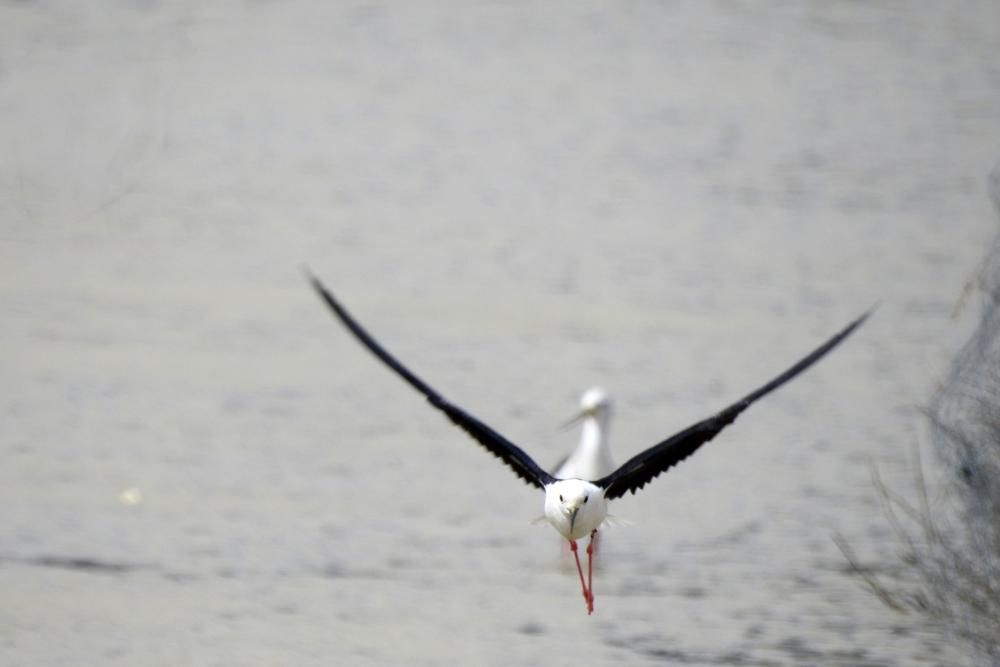 Flamencos y todo tipo de aves en la Laguna de Villena