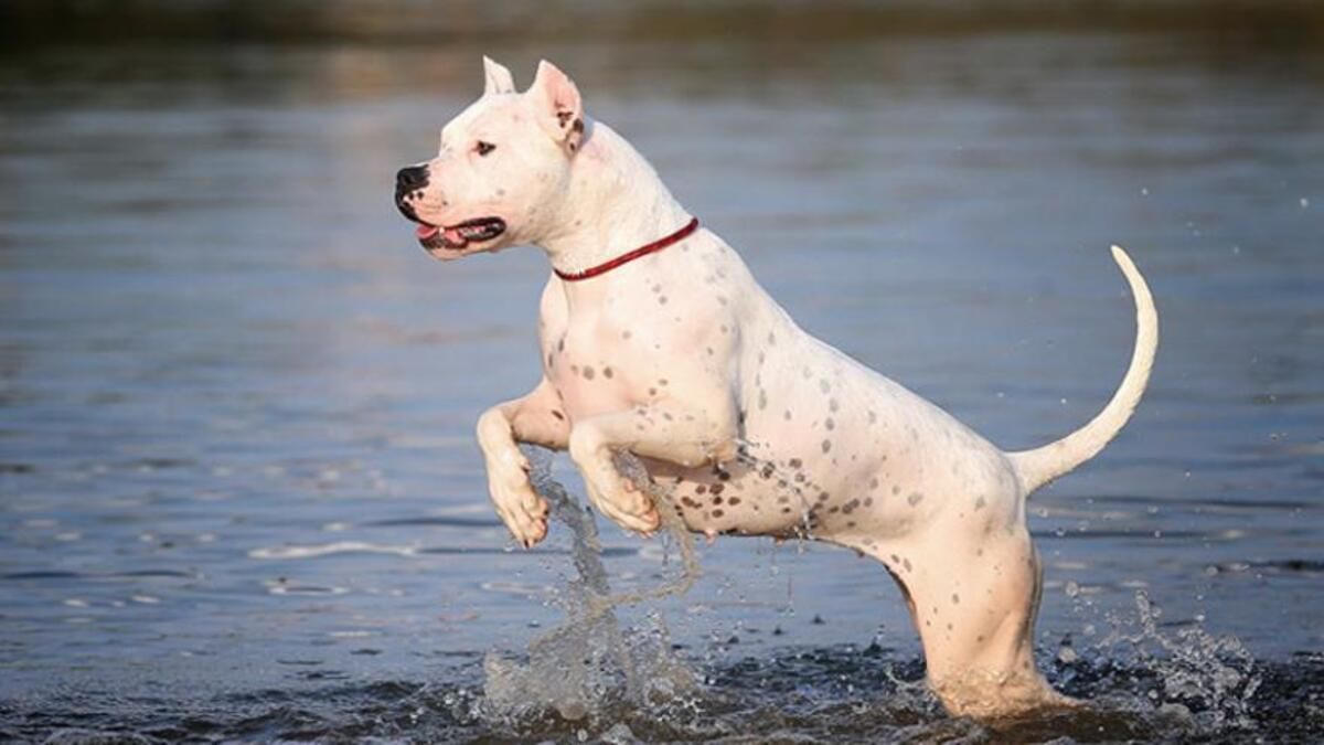 Dogo Argentino.