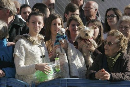 Bendición de animales en Cartagena por San Antón