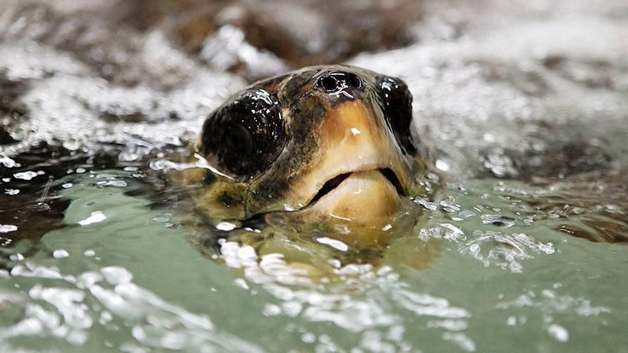 Eine Unechte Karettschildkröte im Palma Aquarium.