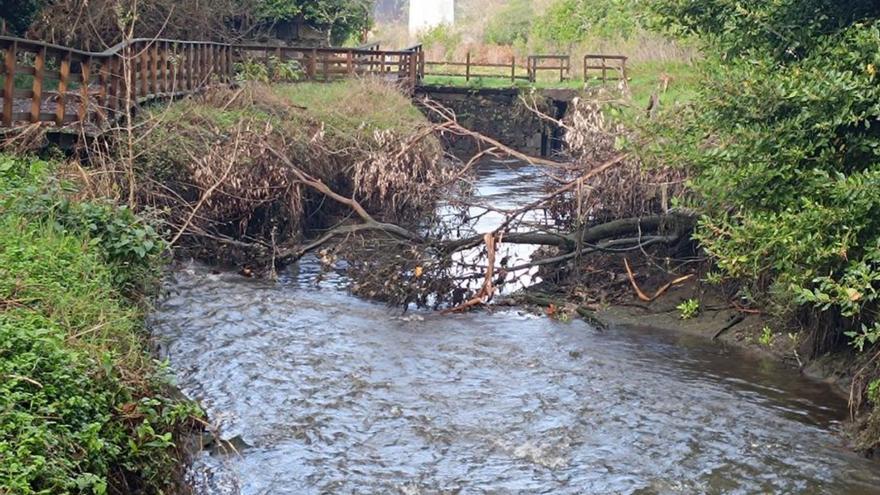 El árbol caído en el río Catoira. |  FdV
