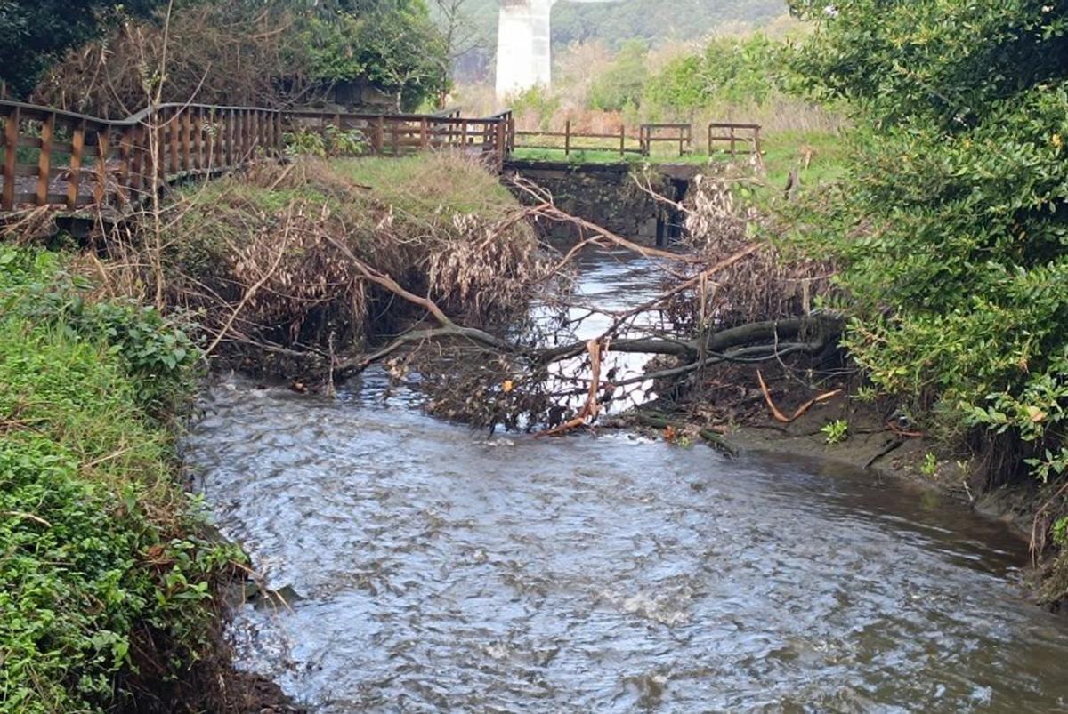 El árbol caído en el río Catoira. | FdV
