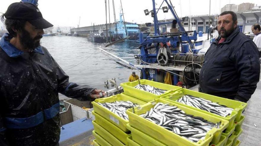 Descarga de cajas de anchoa en el puerto de A Coruña.