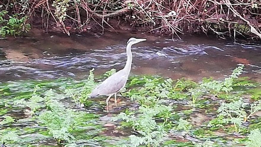 Una garza real en el curso del río Gafos. // FdV