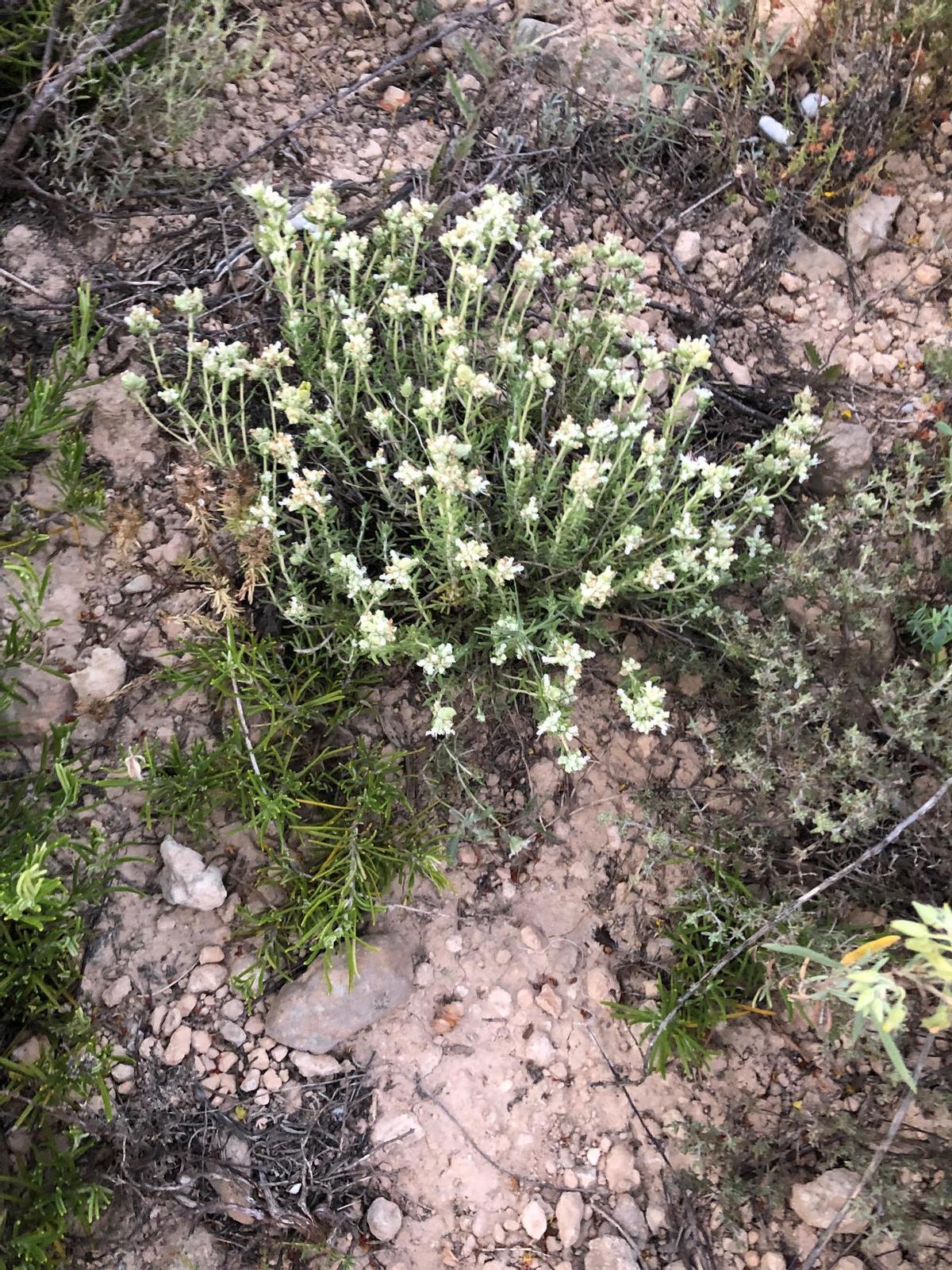 La planta en el terreno de Godella