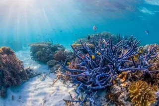 El tiempo se acaba para salvar los arrecifes de coral