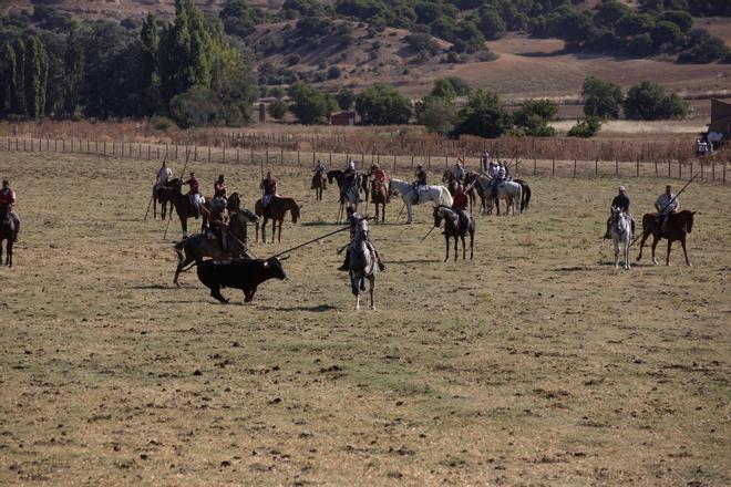 GALERÍA | Venialbo vibra con el encierro mixto de sus fiestas
