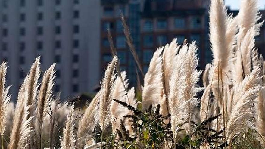 Plumeros de las Pampas, en la explanada del Carreño, en Avilés.