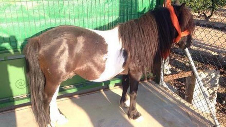 La Policía recupera un poni robado en una feria