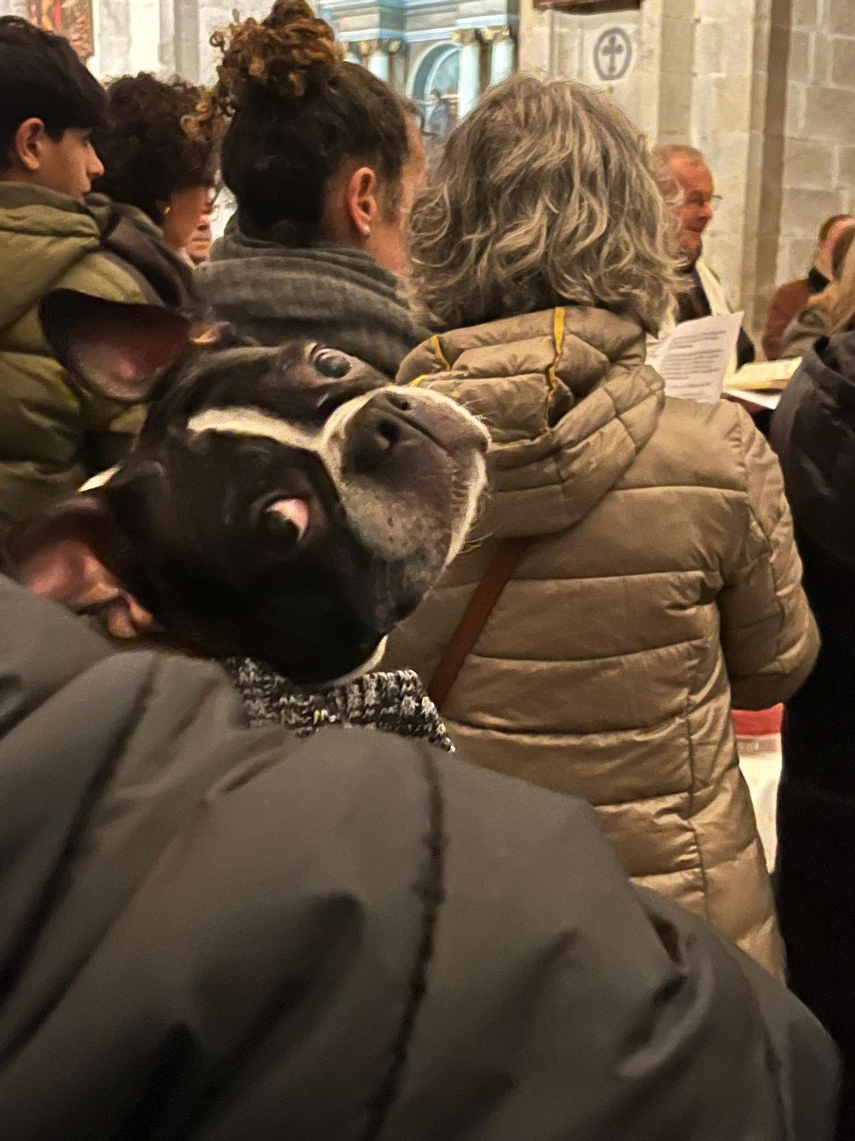 Bendición de animales por San Antón en Santiago
