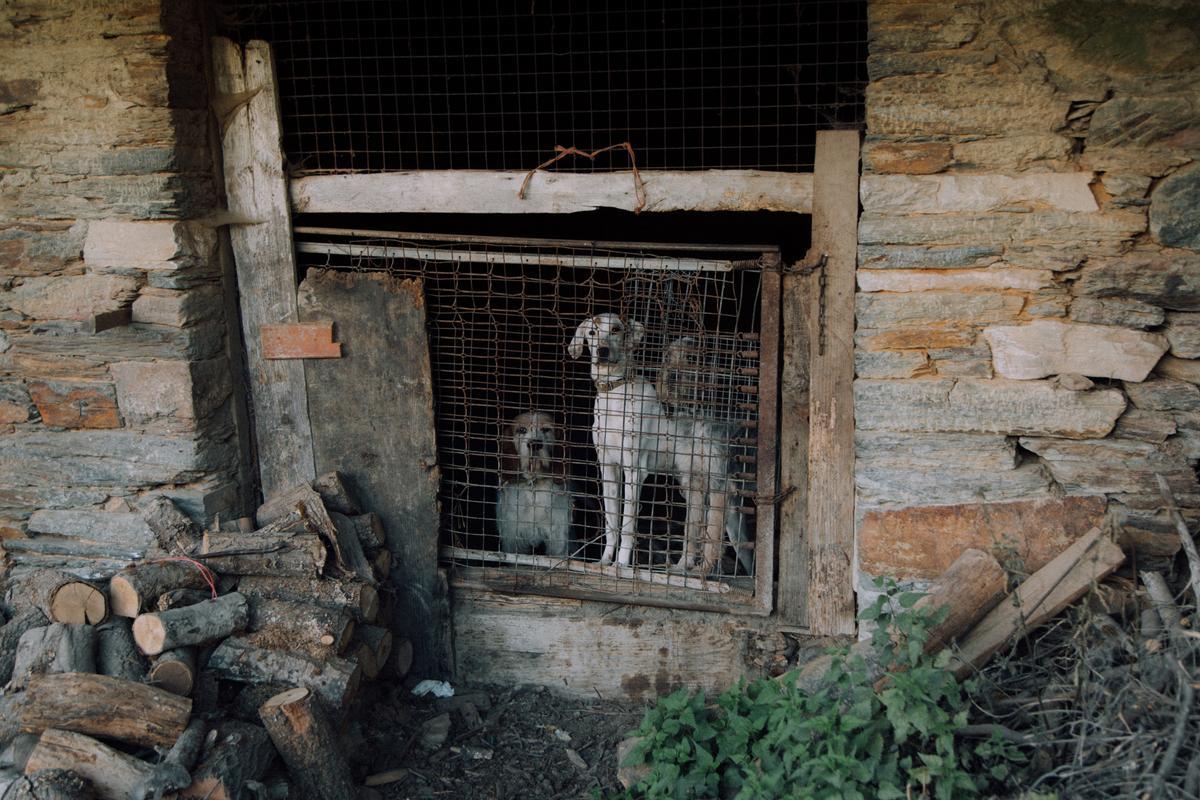 Varios de los perros de caza grifón azul en una cuadra de la casa de Sergio.