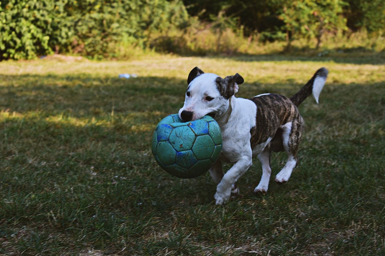 Pelotas espuma - Punto Deporte Asesores