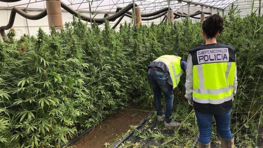 Desmantelan una plantación de marihuana en el interior del garaje de una casa de campo de Elche