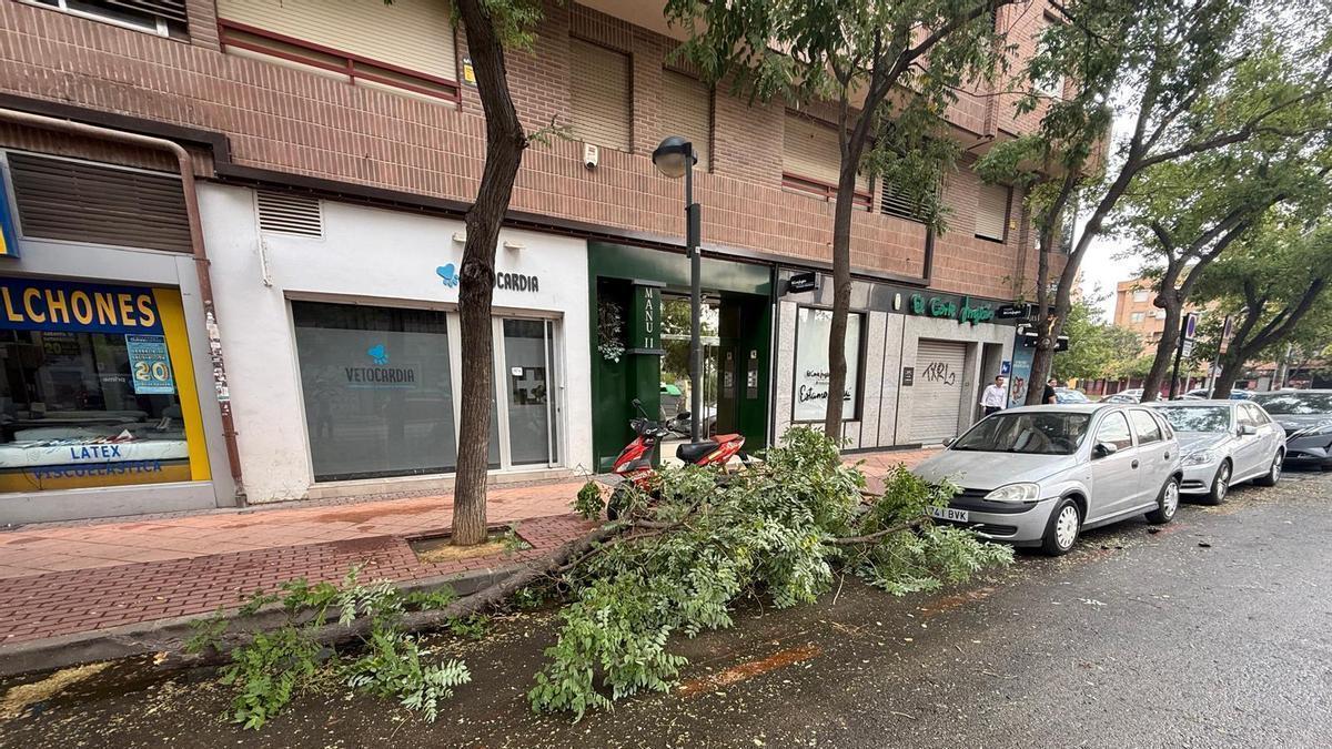 Una rama caída ayer en la calle de Isaac Albéniz de Murcia.