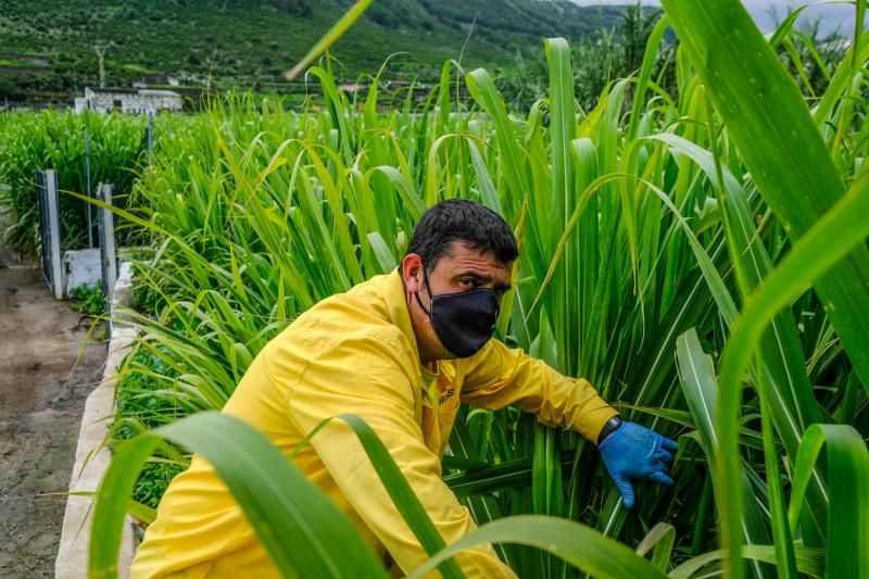 El agua caída con filomena beneficia al campo aruquense