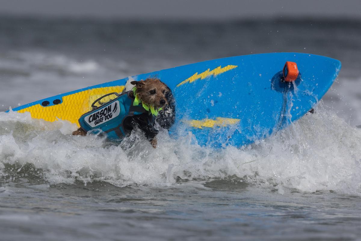 Hicieron un torneo de perros surfistas en California