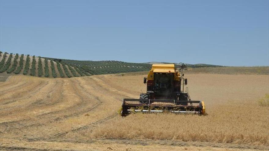 Asaja alerta de que la sequía se nota en la vid, el olivar y el cereal