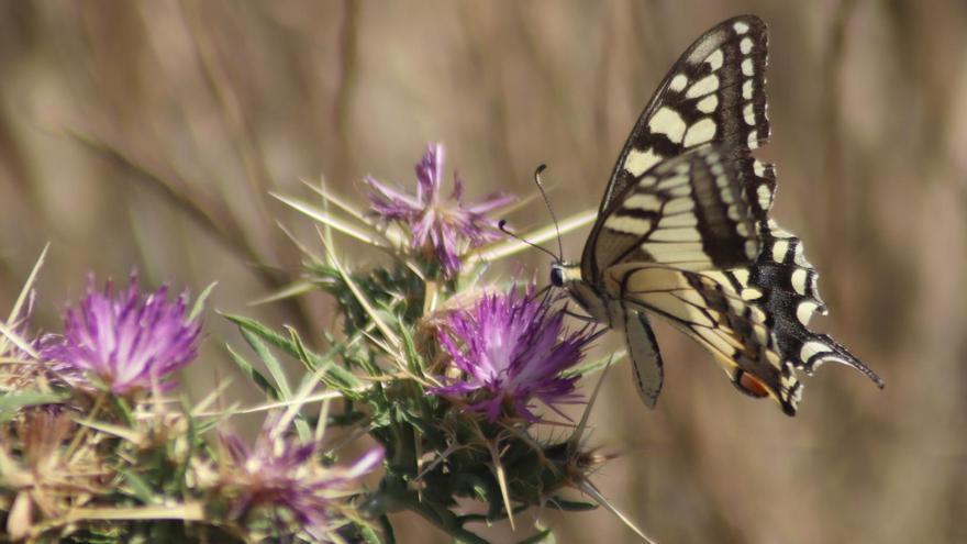 La Papilio Machaon está considerada la mariposa más bella del continente europeo.