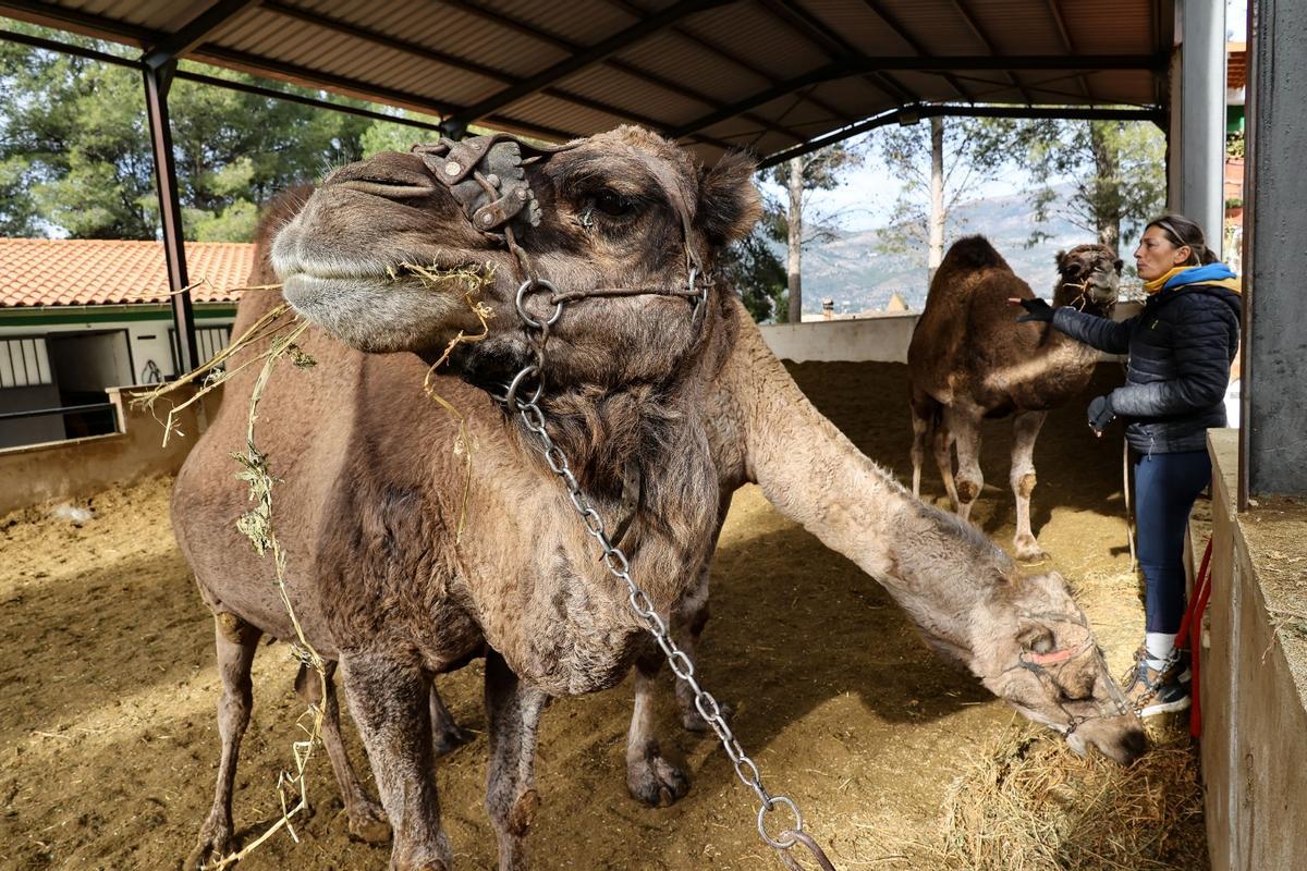 Los dromedarios ya están listos para trasladar a los Reyes Magos de Alcoy