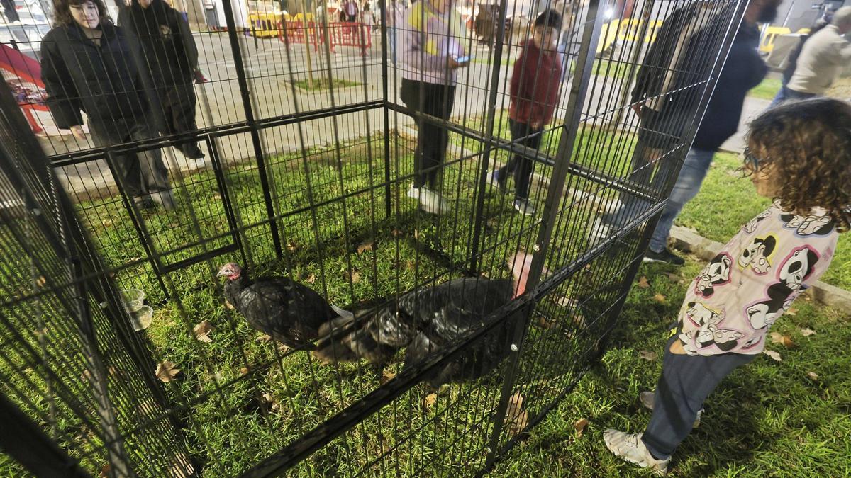 Muestra ganadera del Dijous Bo