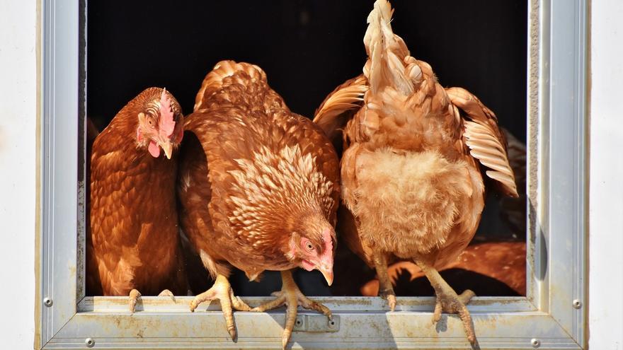 Mueren 4.000 gallinas tras un incendio en una granja de Tomiño