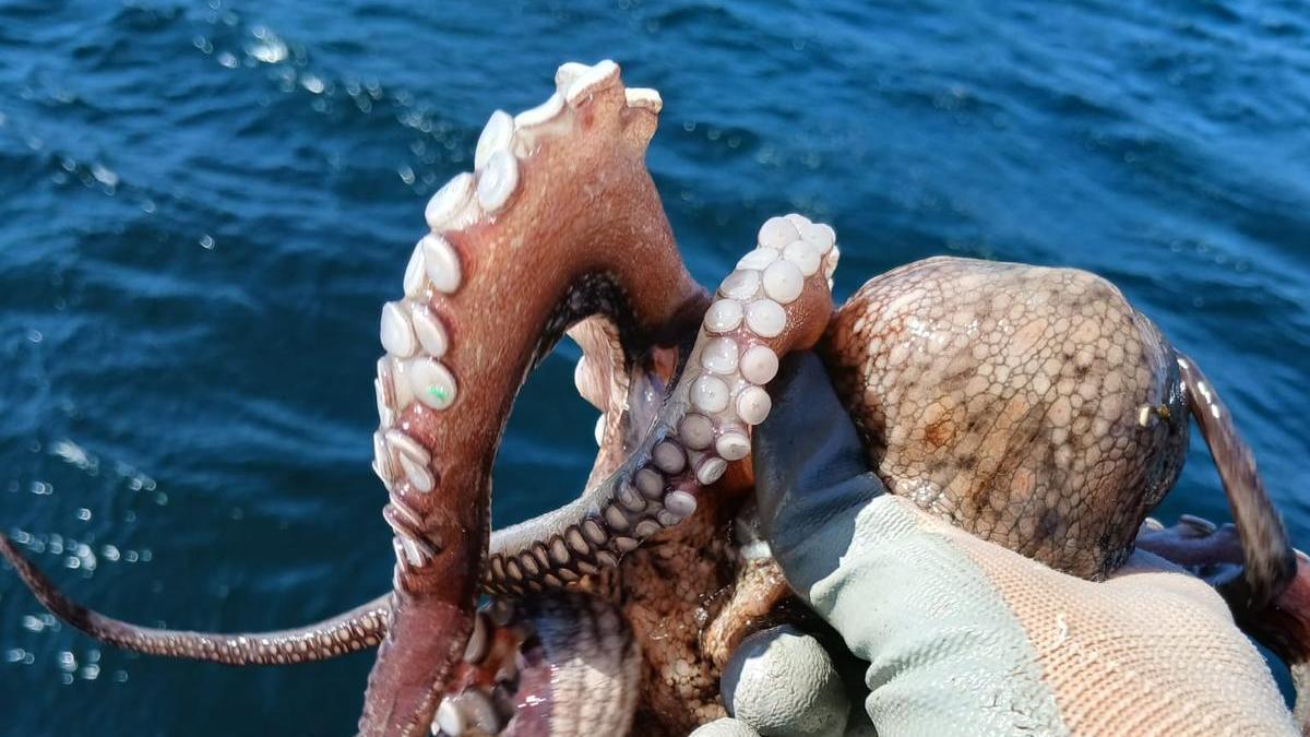 Uno de los pulpos juveniles capturados ilegalmente y devueltos al mar.