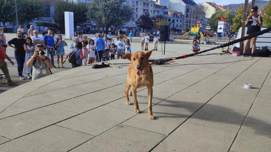 Las mascotas se suben a la pasarela