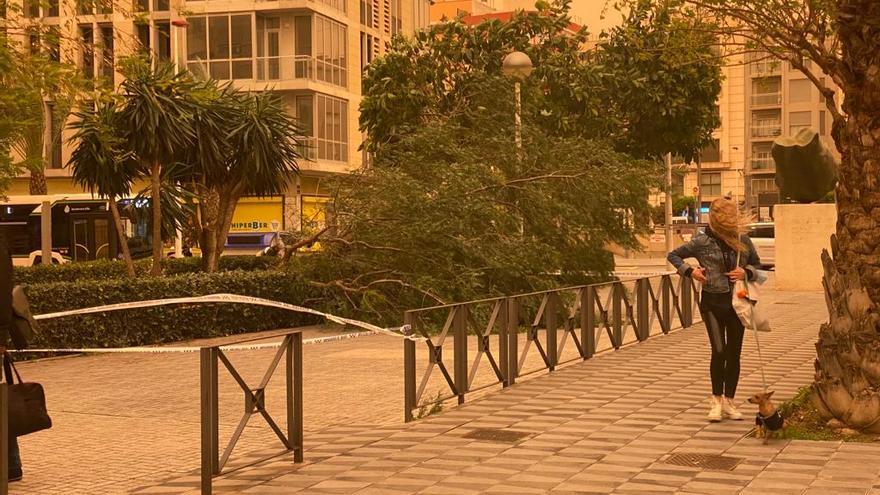 Las fuertes rachas de viento han tirado un árbol en Elche