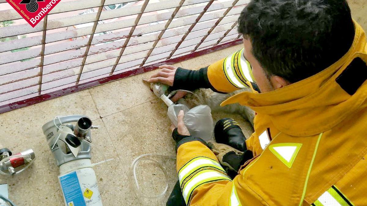 Así ha sido la intervención de los bomberos para salvar la vida a dos pequeños gatos en Benidorm