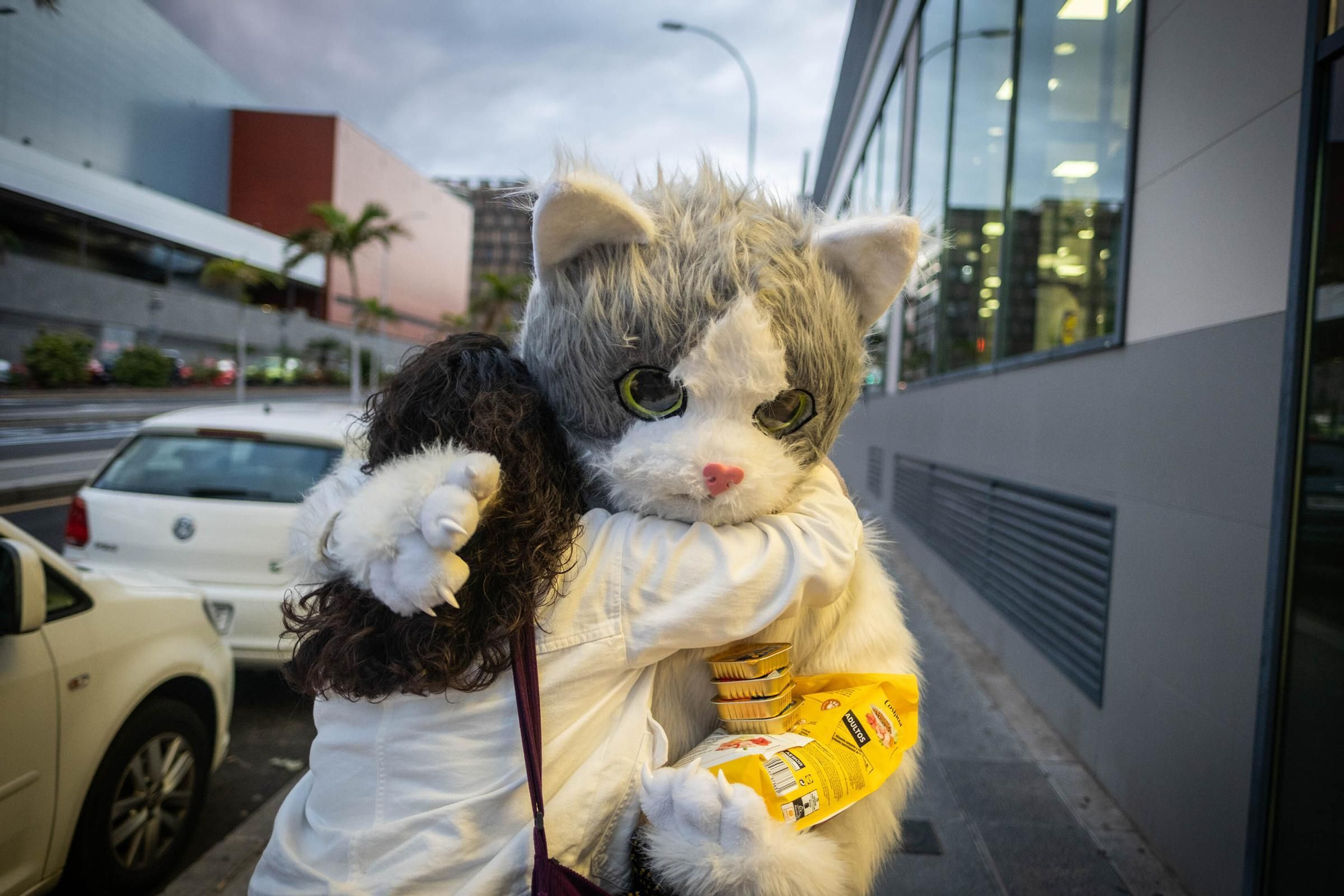 Miaumorcito, el Robin Hood de los gatos