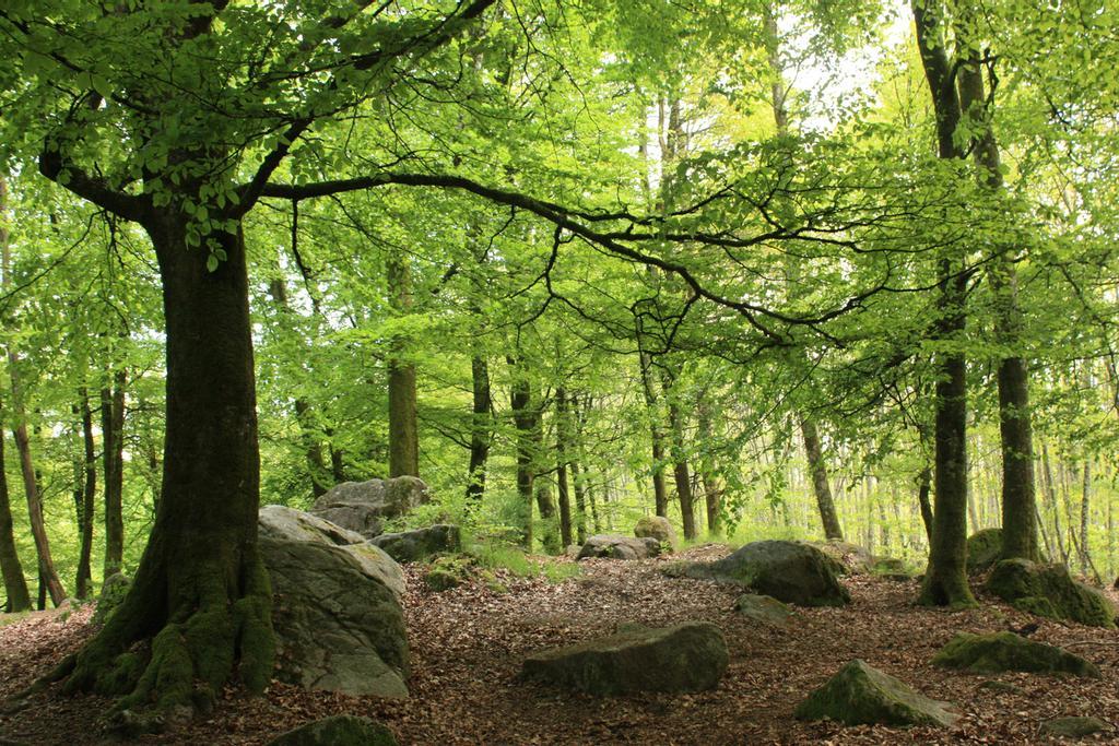 Bosque en las inmediaciones de Masseret.