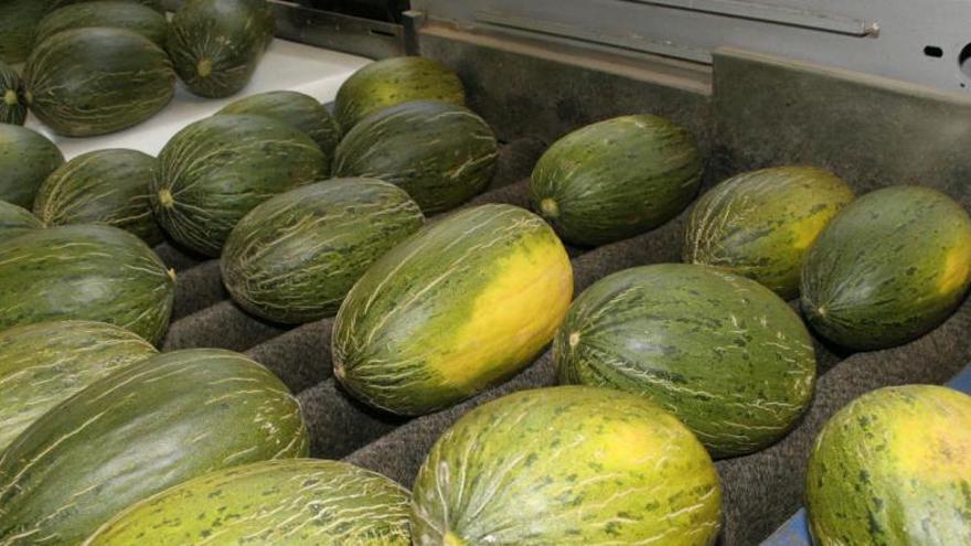 Un grupo de trabajadores, recolectando melones