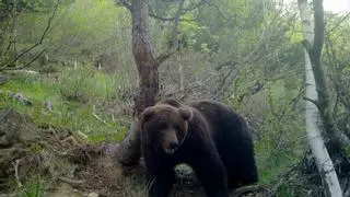 Detectadas dos familias de osos con oseznos en el Vall d'Aran