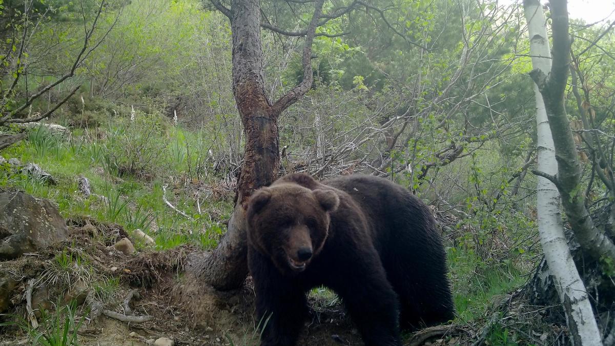 Osos en la Vall d'Aran