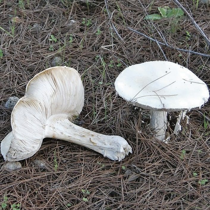 'Farinera': Es una seta espectacular, blanca y se hace grande. Su nombre científico es Amanita ovoidea. No tiene valor culinario.