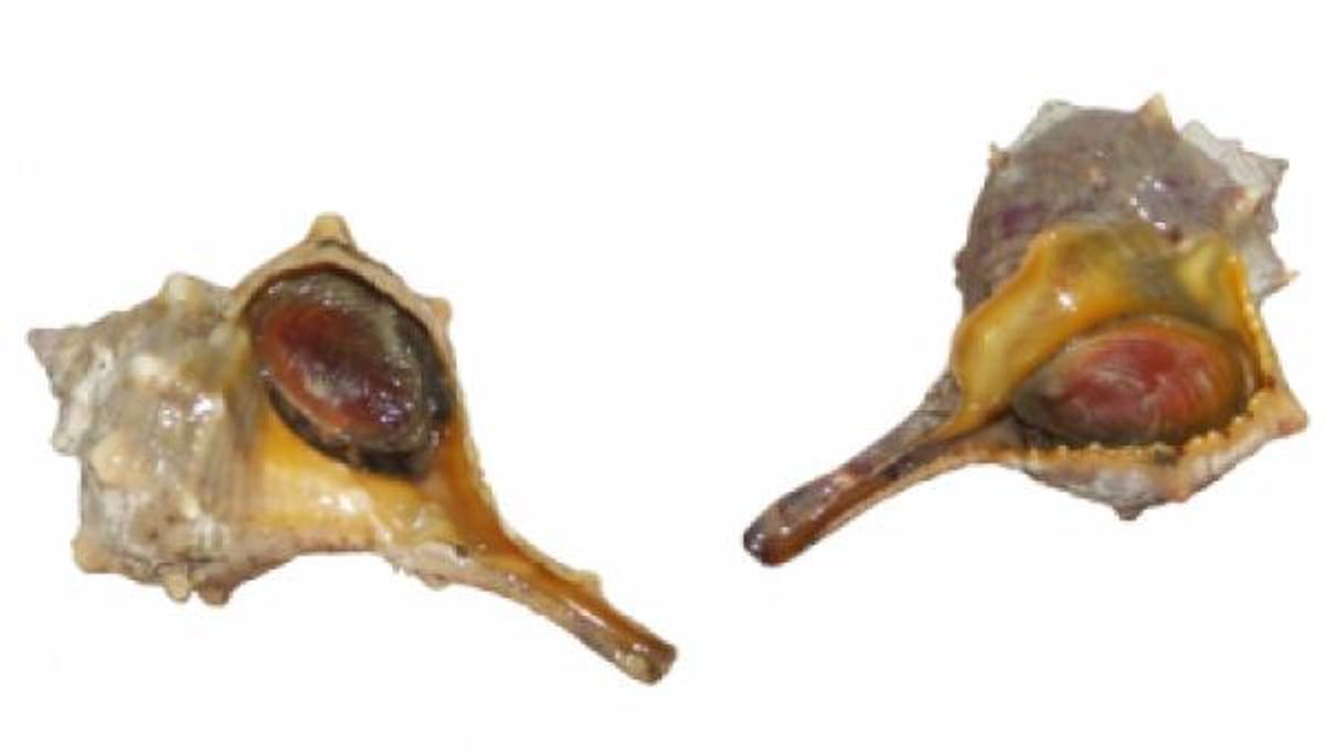 Canadilla, cañadilla o cañaílla (Bolinus brandaris).