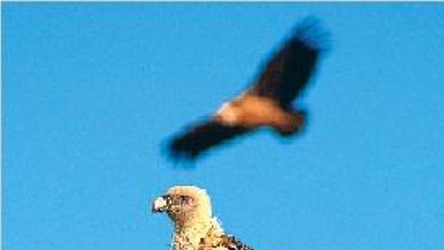 Un ejemplar de buitre leonado avistado en Valencia.