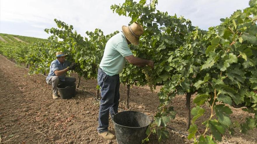 Montilla, Lucena, Cabra y Aguilar, municipios que pierden más viñedo