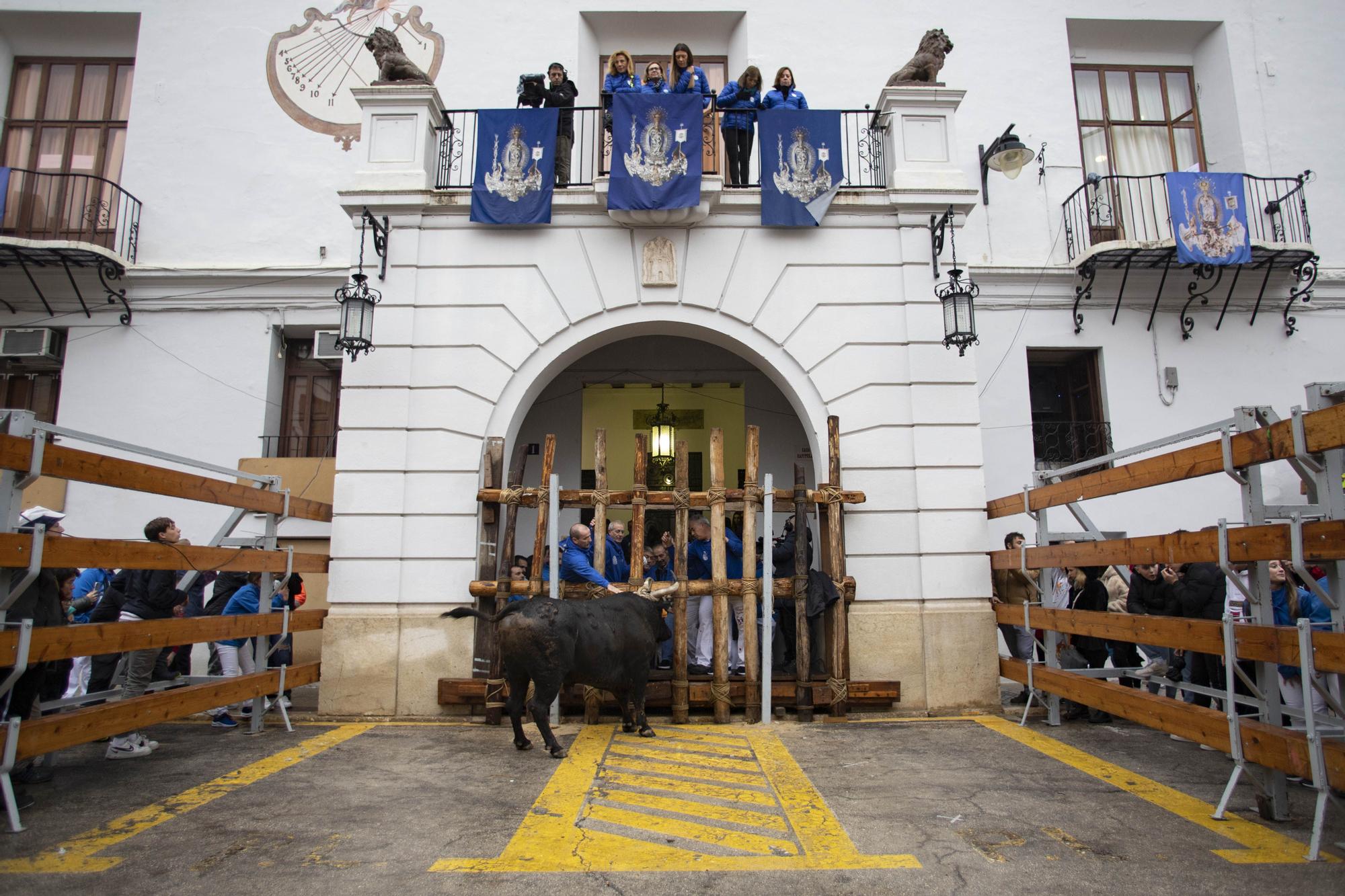 El "Bou en corda" vuelve al Pont Vell de Ontinyent