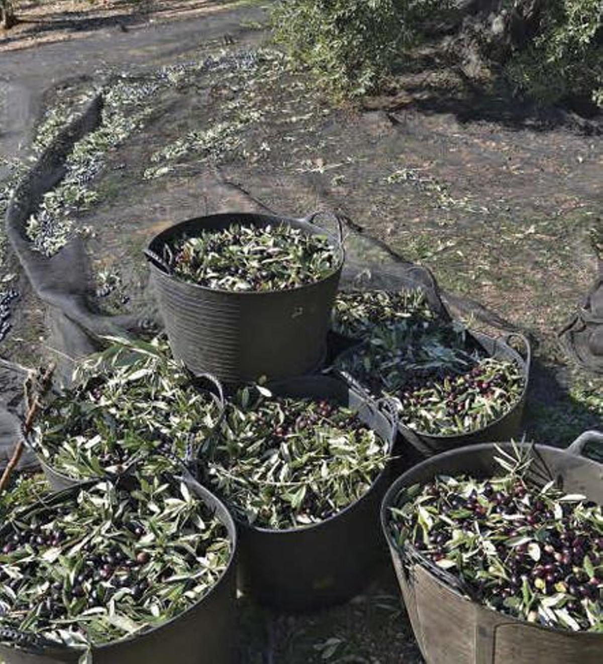 Varias canastas con aceituna de almazara recogida en una finca cordobesa.