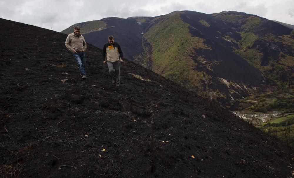 Desolación en el suroccidente asturiano tras los incendios